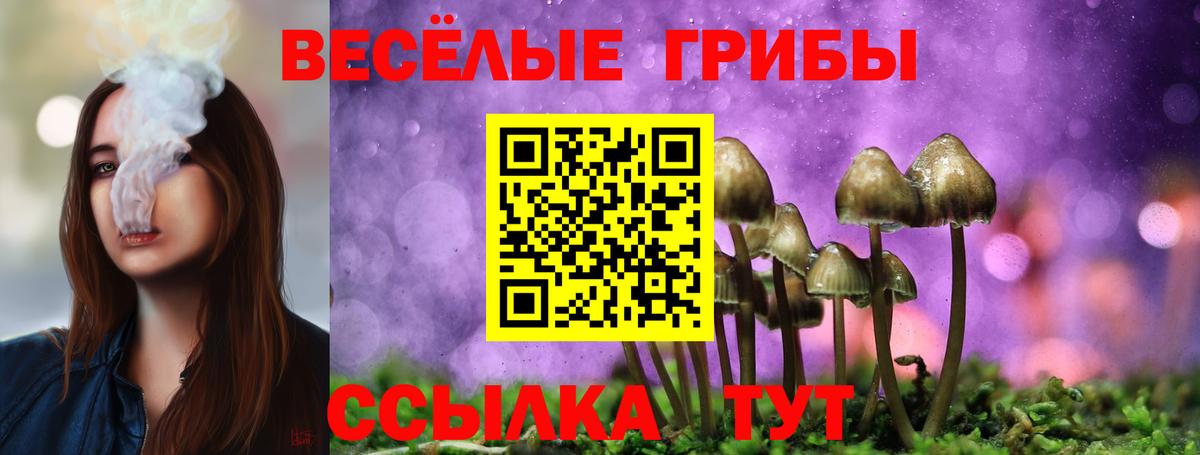 Галлюциногенные грибы Psilocybe Дедовск